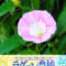 ゆら